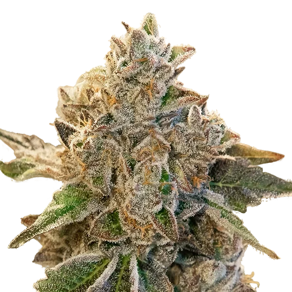 Do Si Face Auto | AUTOFEM | High Speed Buds