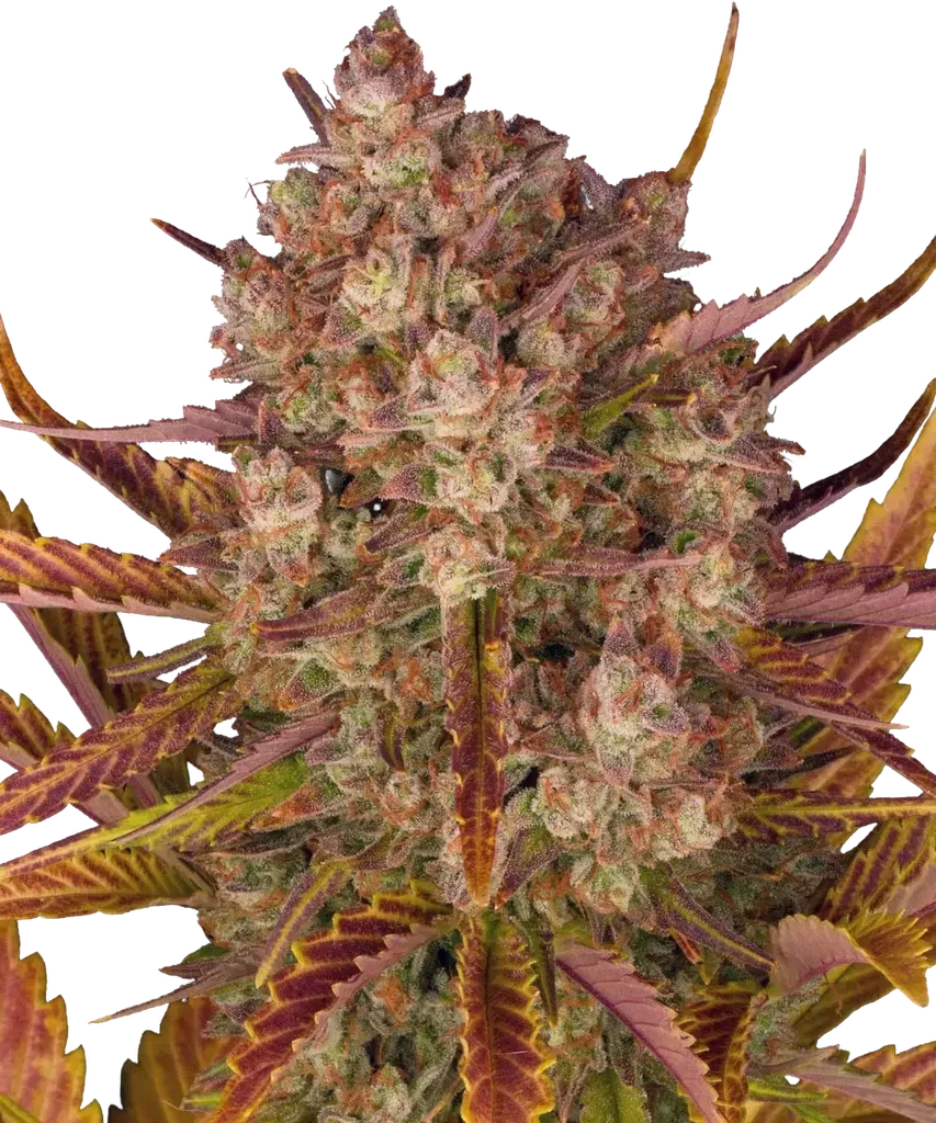 Dos Si Dos Auto | AUTOFEM | Barneys Farm