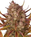 Dos Si Dos Auto | AUTOFEM | Barneys Farm