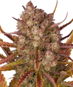 Dos Si Dos Auto | AUTOFEM | Barneys Farm
