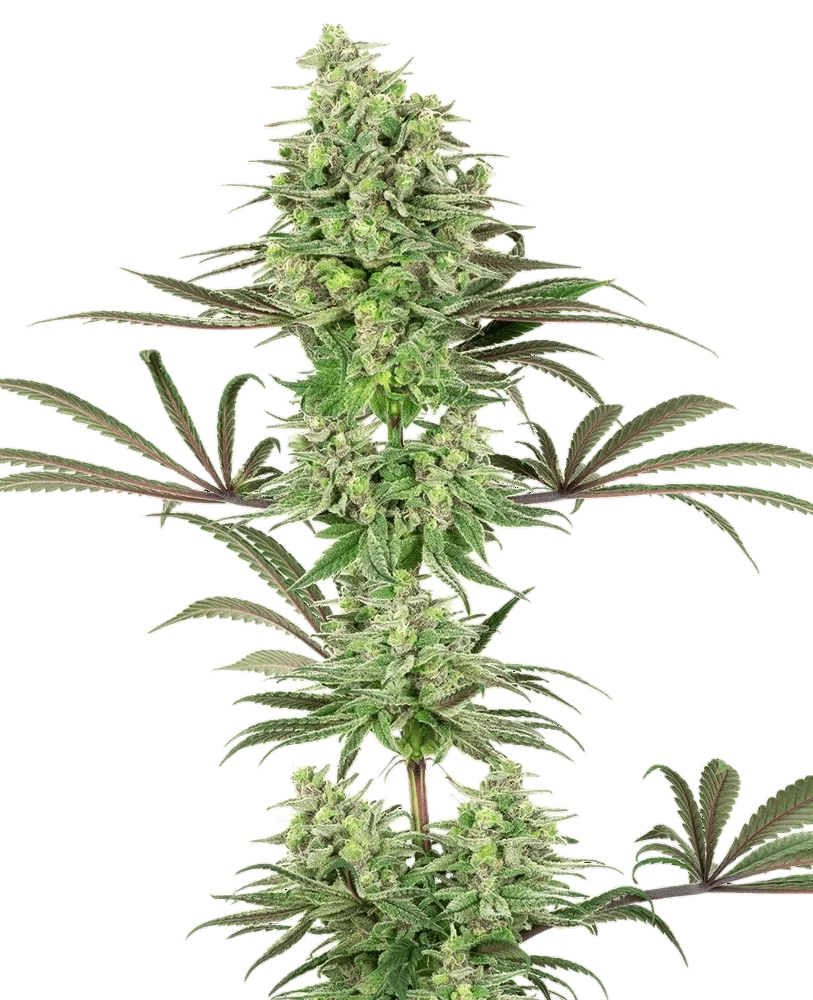 Double Banana Kush | PHOTOFEM | White Label Seed Company