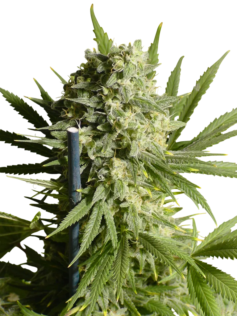 Double Dutch | PHOTOFEM | Serious Seeds
