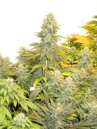 Double Dutch | PHOTOFEM | Serious Seeds