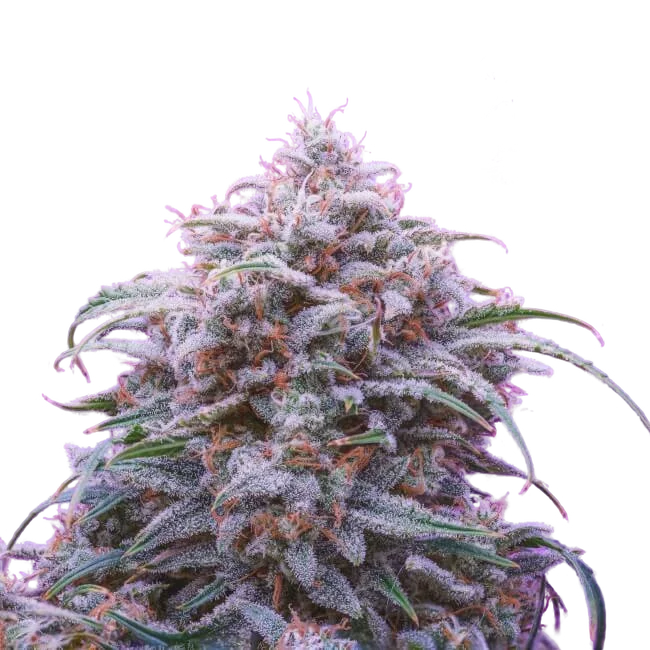 Double Grape Auto – Produktansicht