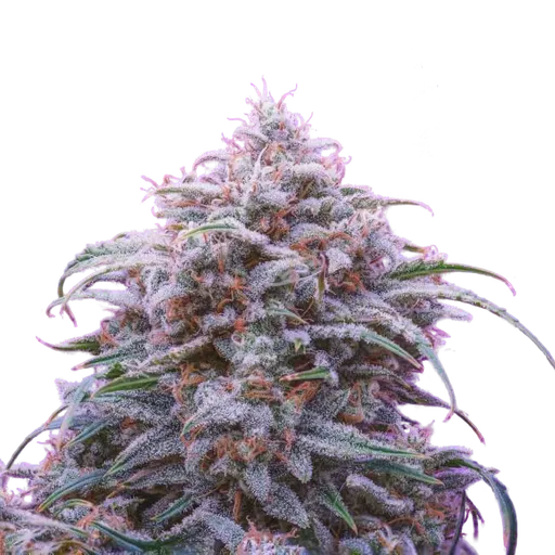 Double Grape Auto