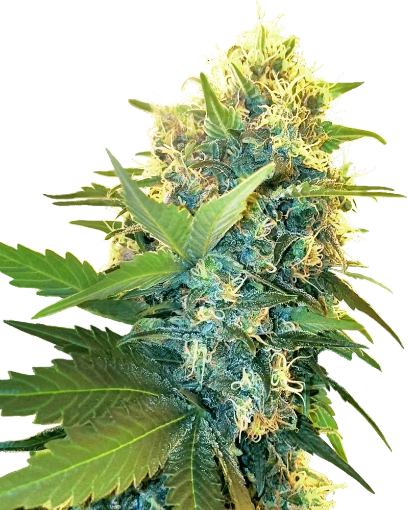 Double Kush Cake | PHOTOFEM | Sensi Seeds Research