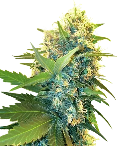 Double Kush Cake