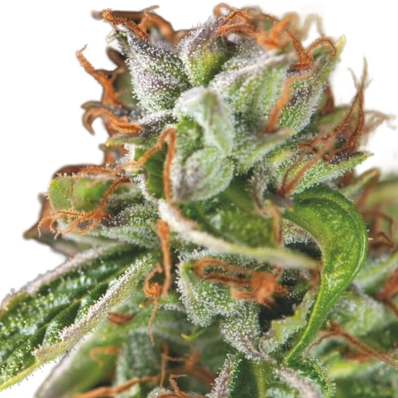 Double OG Haze | PHOTOFEM | Pyramid Seeds