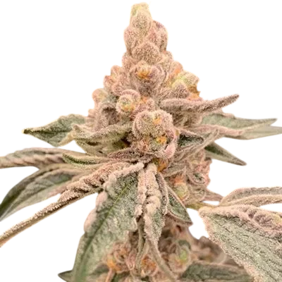 Dream Candy | PHOTOFEM | In House Genetics