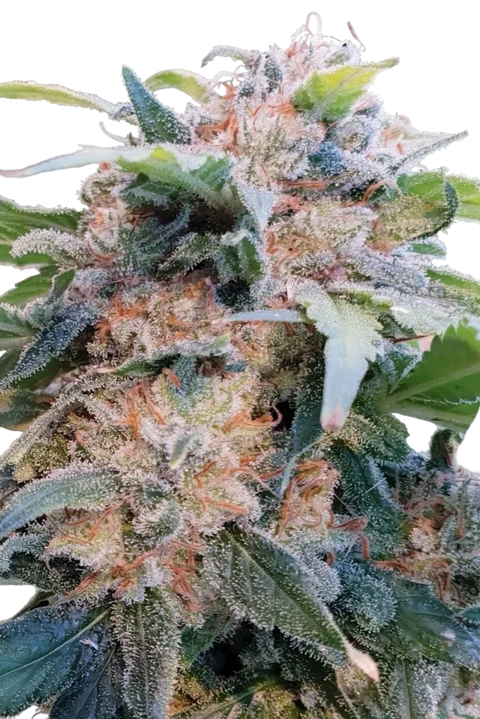 Dream CBD | PHOTOFEM | Paradise Seeds