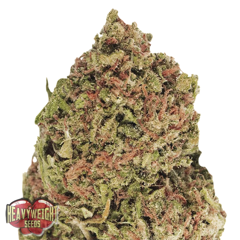Dream Machine | PHOTOFEM | Heavyweight Seeds
