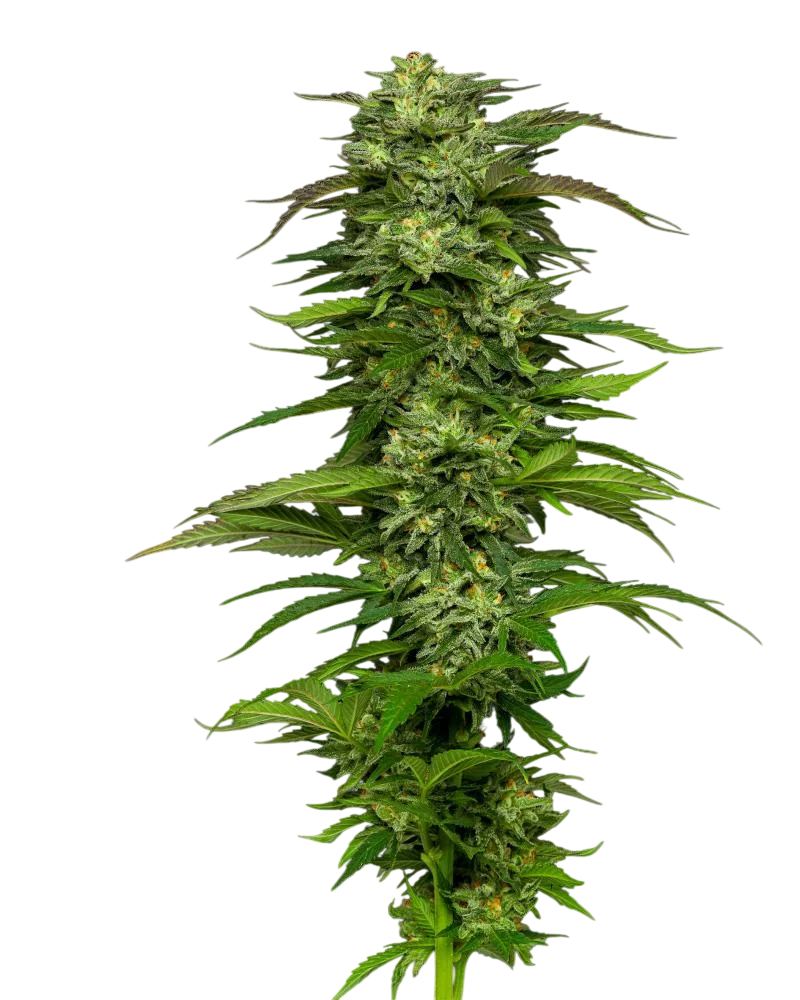 Dream Queen Auto | AUTOFEM | Humboldt Seed Co.