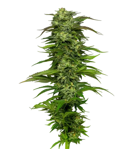 Dream Queen Auto