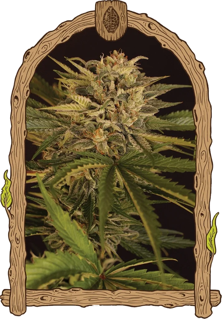 Dr. Greenman Pure CBD – Produktansicht