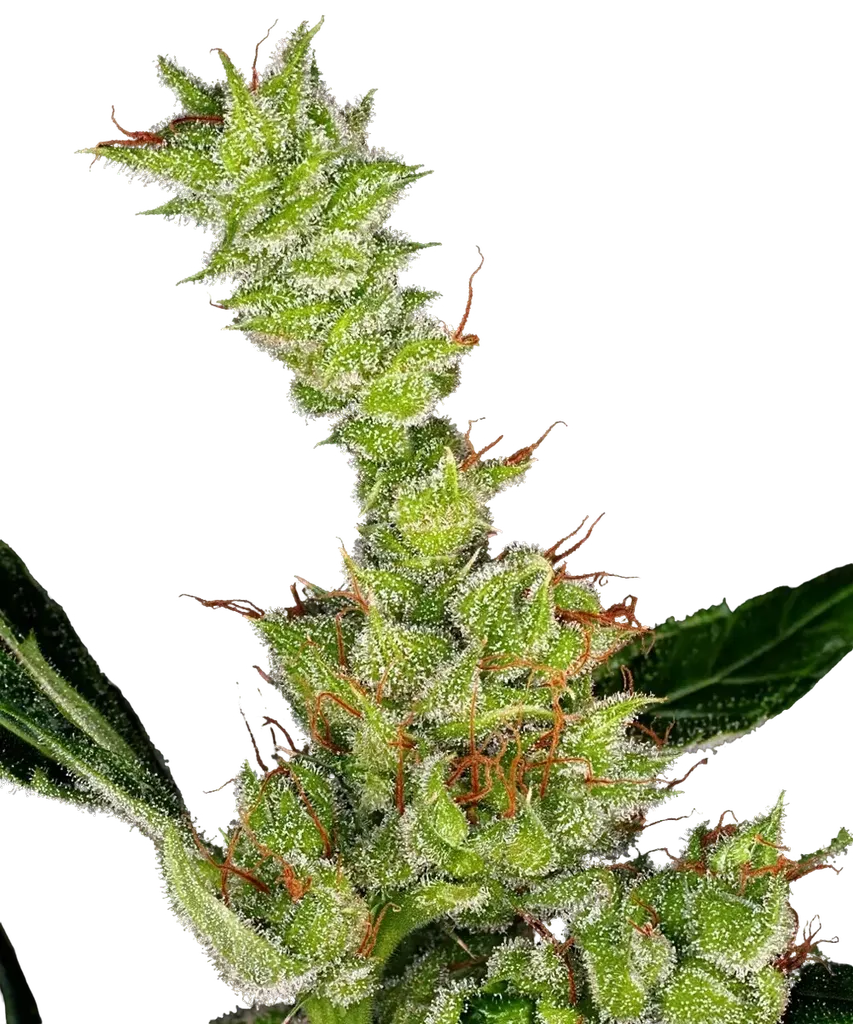 Dr Grinspoon | PHOTOFEM | Barneys Farm