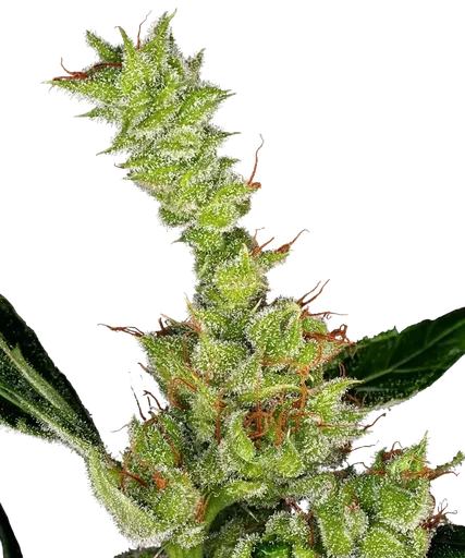 Dr Grinspoon