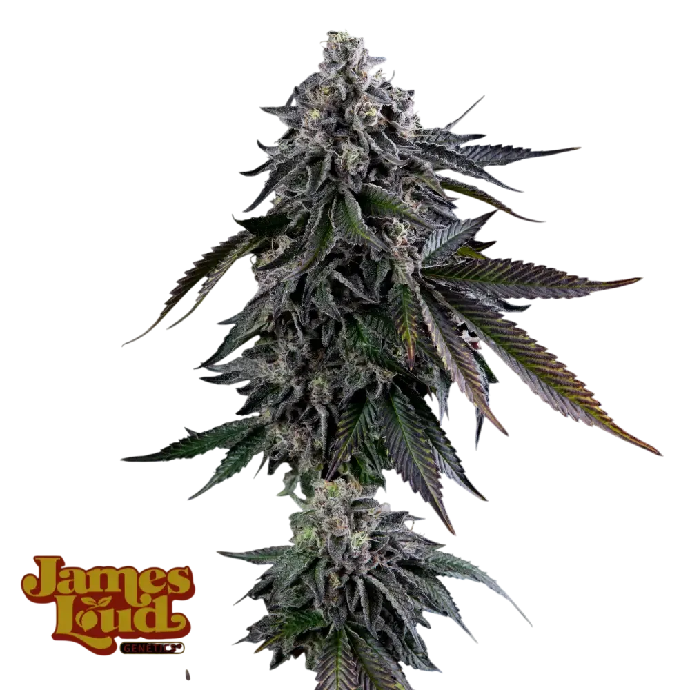 Dripz | PHOTOFEM | James Loud Genetics