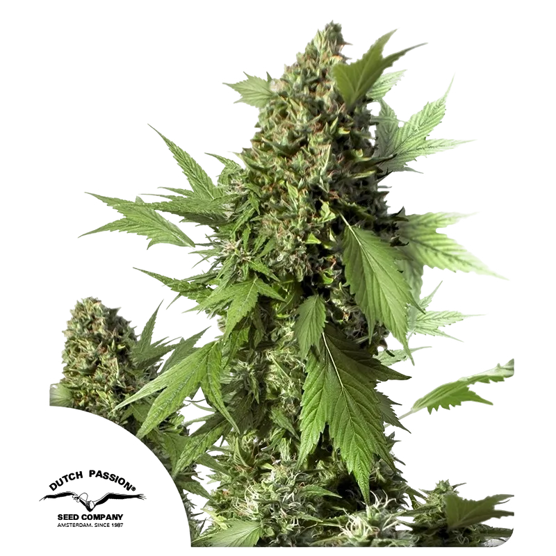 Duck Auto | AUTOFEM | Dutch Passion