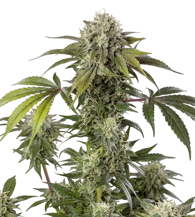 Durban Z F1 | PHOTOFEM | Barneys Farm