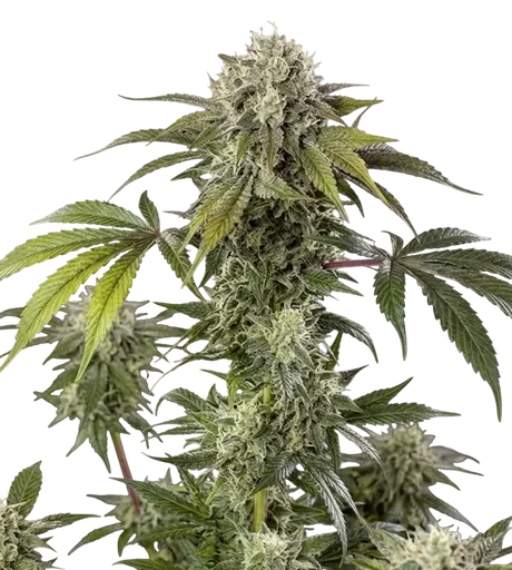 Durban Z F1