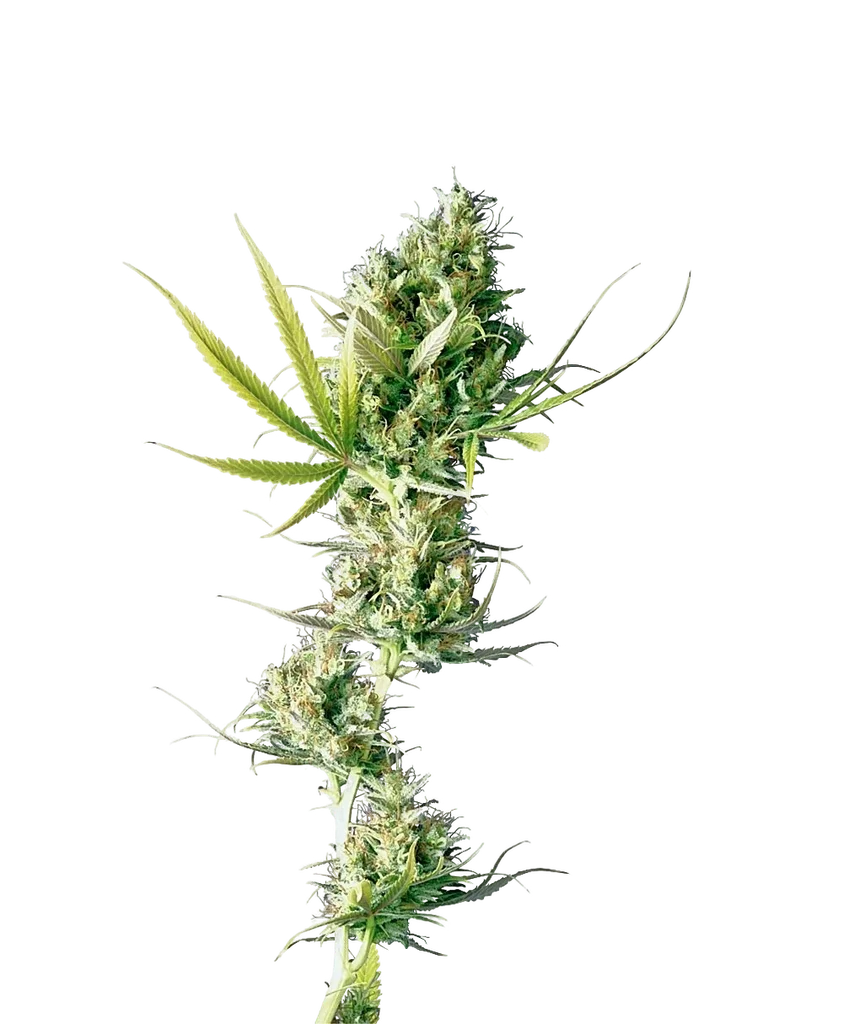 Durban | PHOTOFEM | Sensi Seeds