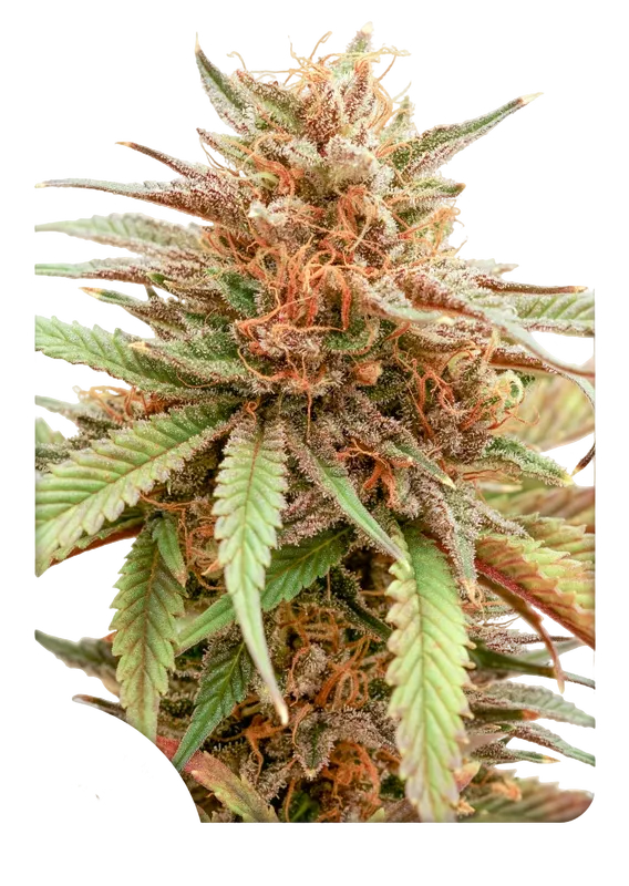 Durban Dew | PHOTOFEM | Dutch Passion