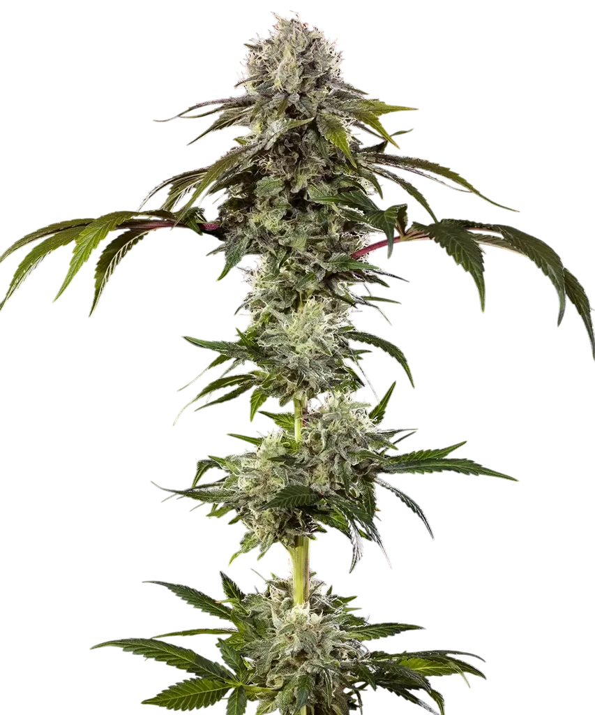 Durban Poison | PHOTOFEM | Barneys Farm