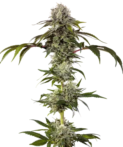 Durban Poison