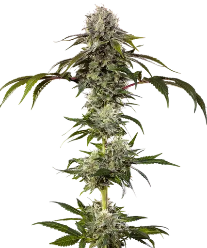 Durban Poison | PHOTOFEM | Barneys Farm