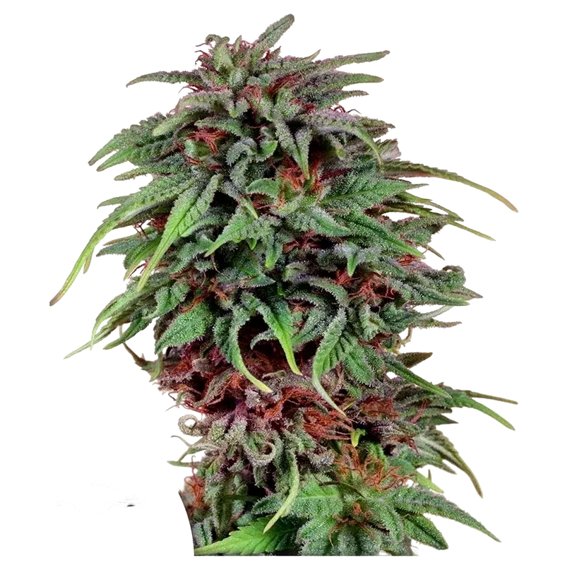 Durban Poison | PHOTOFEM | Dutch Passion