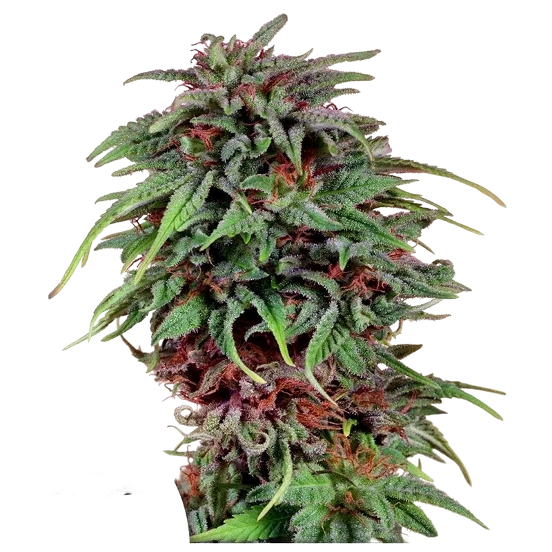Durban Poison | PHOTOFEM | Dutch Passion