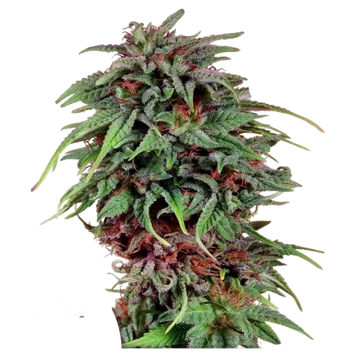 Durban Poison