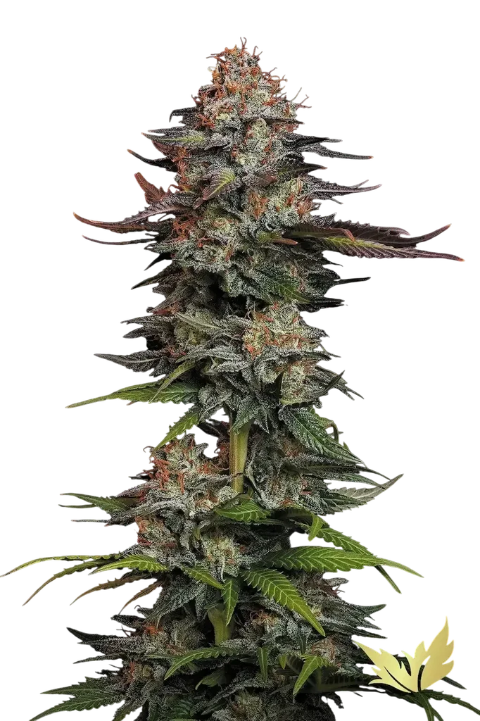 Durga Mata | PHOTOFEM | Paradise Seeds
