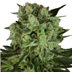 Durga Mata I:I CBD – Produktansicht