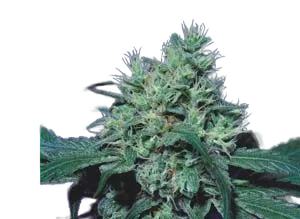 Dutch Dragon | PHOTOFEM | Paradise Seeds