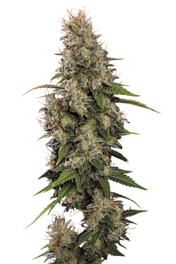 Dutch Dragon – Produktansicht