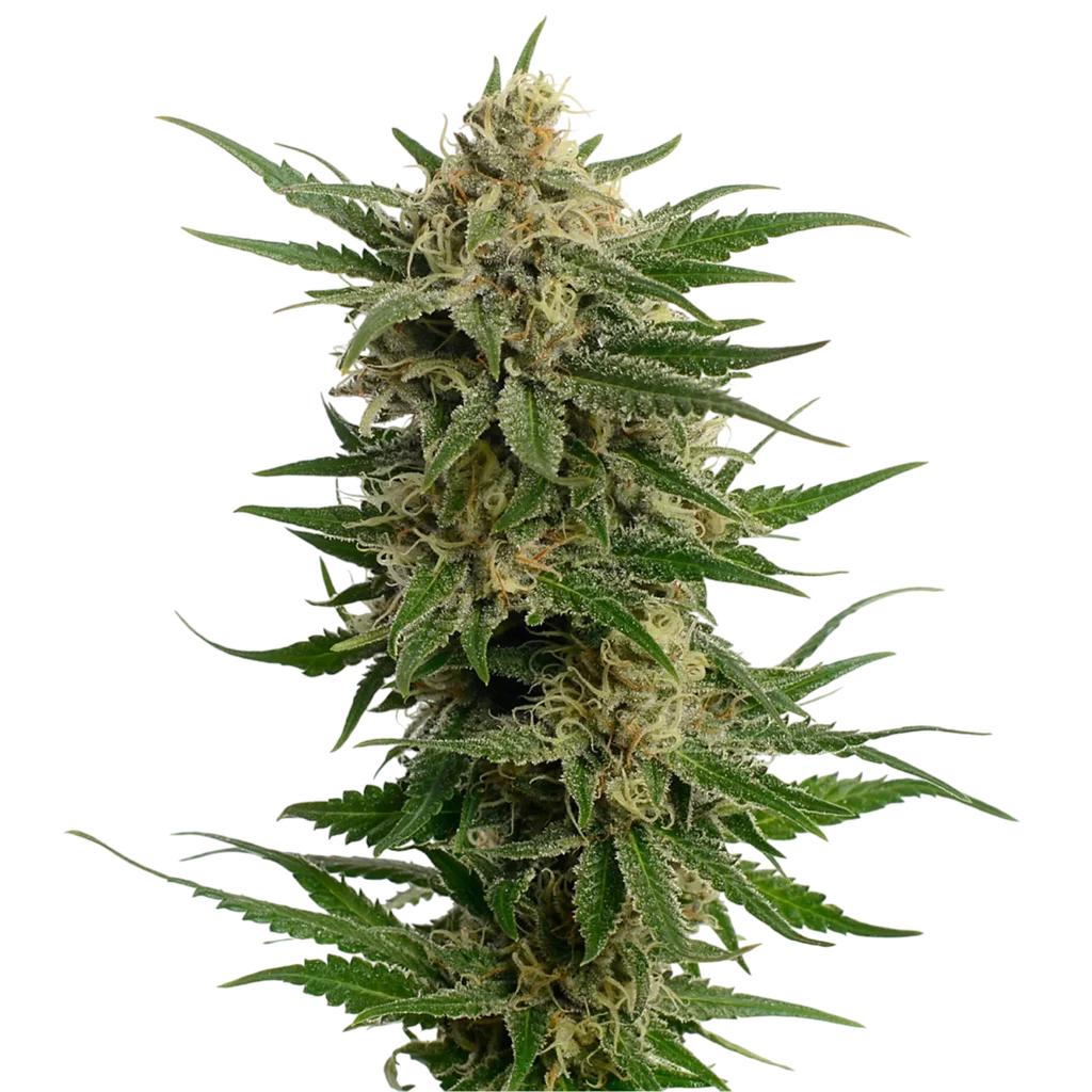 Dutch Duchess | PHOTOFEM | Amsterdam Genetics
