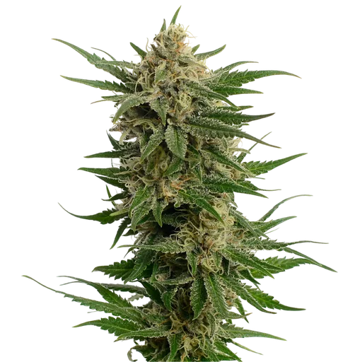 Dutch Duchess