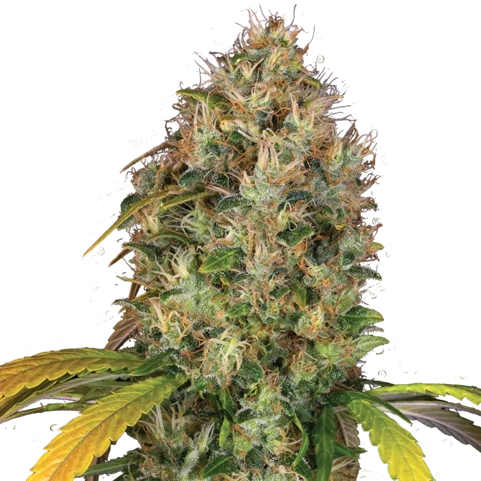 Dutch Kush | PHOTOFEM | Paradise Seeds