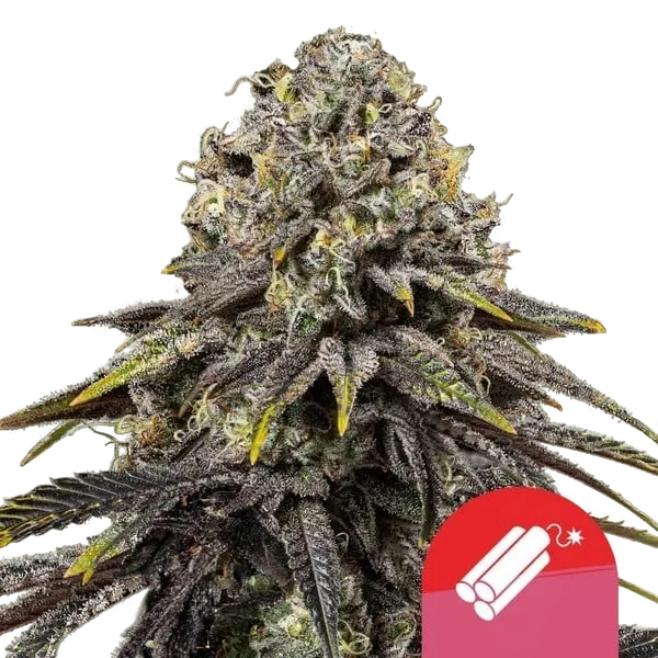Dynamite Diesel | PHOTOFEM | Royal Queen Seeds