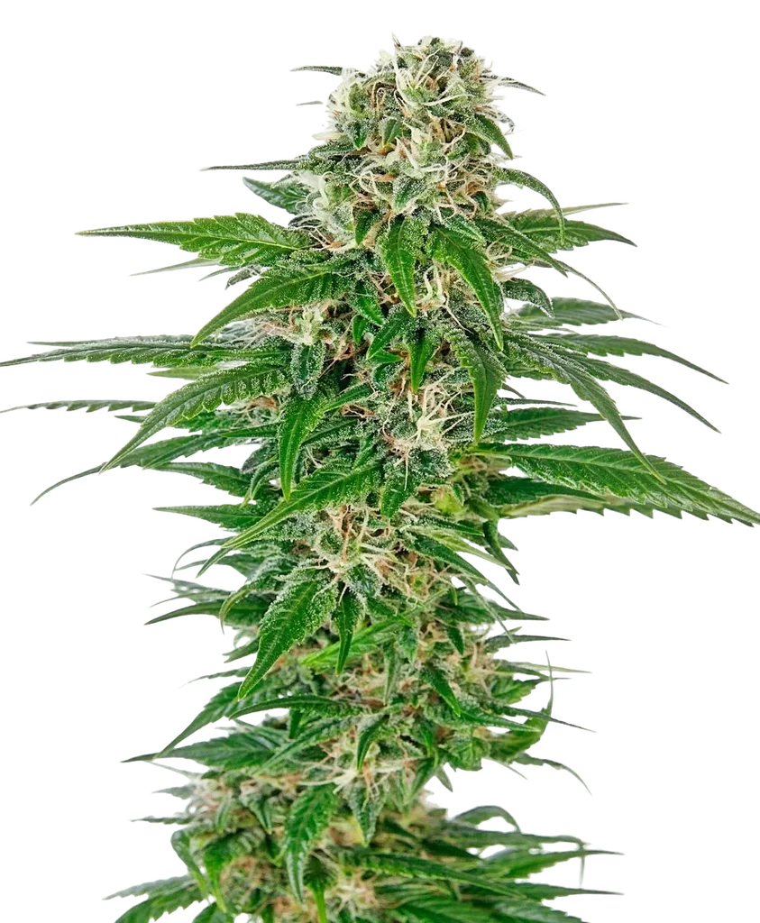 Early Skunk Auto | AUTOFEM | Sensi Seeds