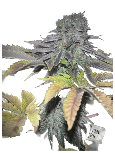 Early Widow | PHOTOFEM | Elite Seeds