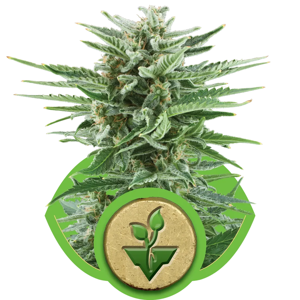 Easy Bud Auto | AUTOFEM | Royal Queen Seeds