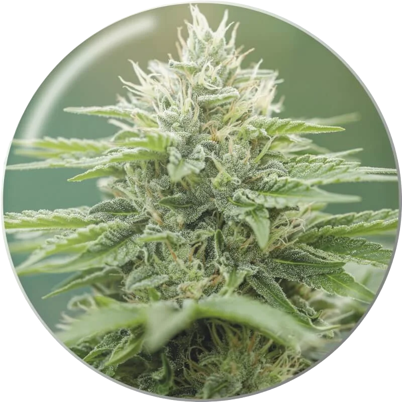 Eboshi CBG | PHOTOFEM | Medical Seeds
