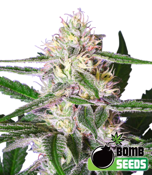 Edam Bomb | PHOTOFEM | Bomb Seeds