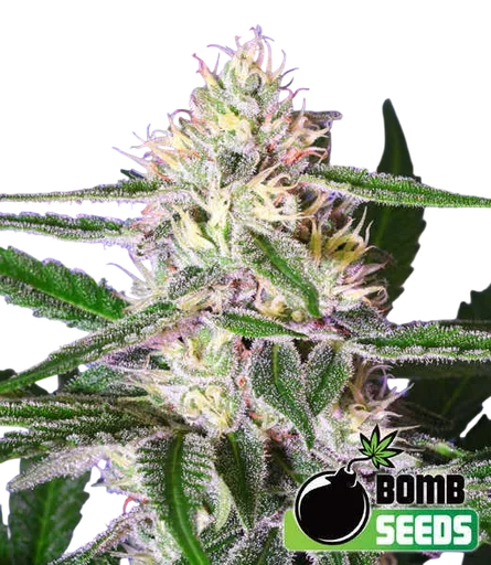 Edam Bomb