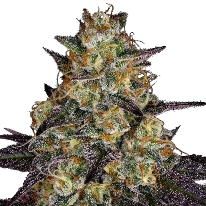 El Dorado OG | PHOTOFEM | Paradise Seeds