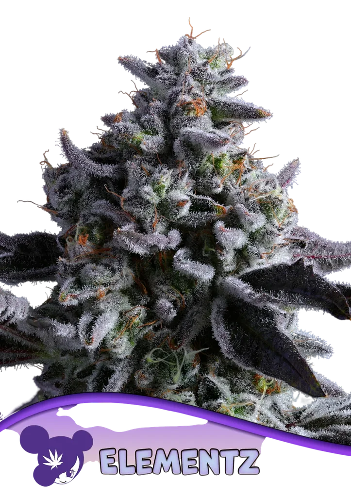 Elementz | PHOTOFEM | Anesia Seeds