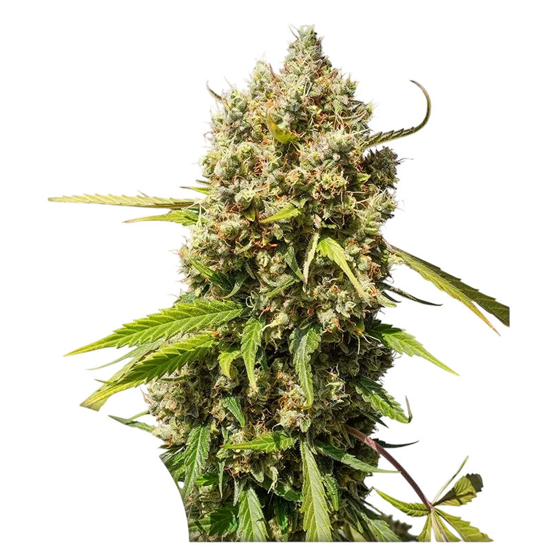 Elephant Auto | AUTOFEM | Super Sativa Seed Club