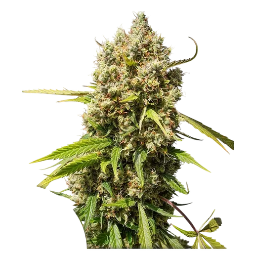 Elephant Auto